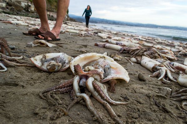 Strage di calamari giganti sulla costa californiana 