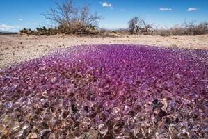 Nel deserto dell'Arizona trovate strane sfere gelatinose