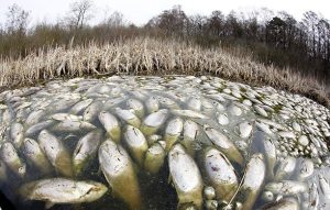 Tonnellate di pesci morti galleggiano in un lago tedesco, un enigma per gli esperti