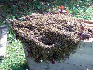 Sciami di api impazzite stanno invadendo diverse città italiane!