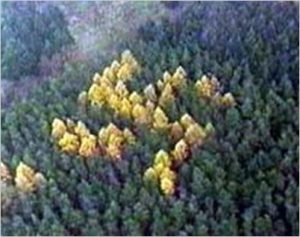 Foresta a forma di svastica che appare in Germania