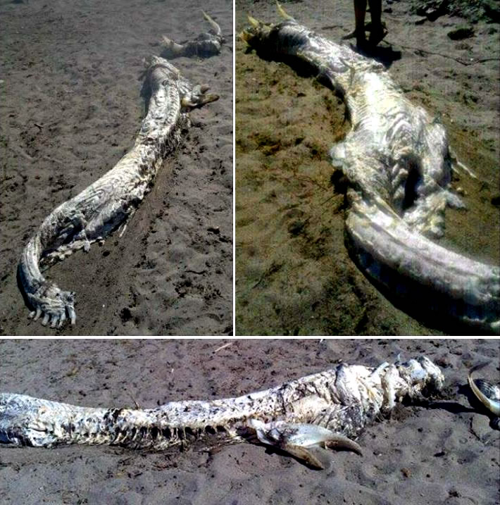 Spagna: carcassa di una strana creatura rinvenuta su una spiaggia